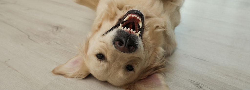 Hundegesundheit