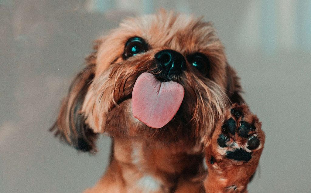 Warum leckt mein Hund die Luft?