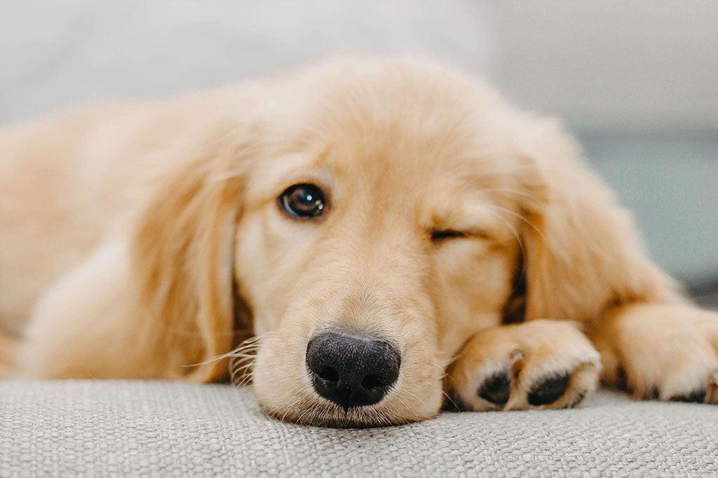 Was bedeutet es, wenn ein Hund zwinkert?