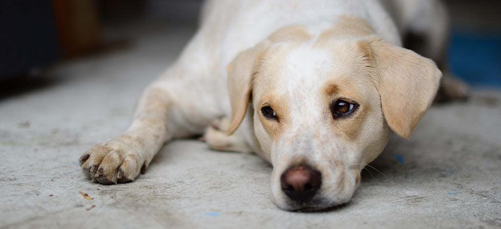 Wie man Hundeurin aus dem Teppich entfernt
