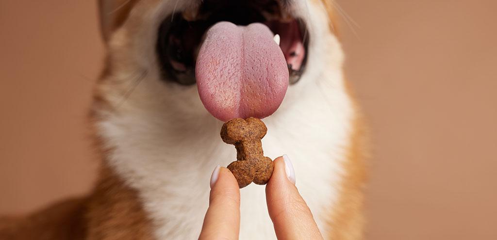 Haben Hunde Geschmacksknospen? Fakten zu Zunge und Geschmack