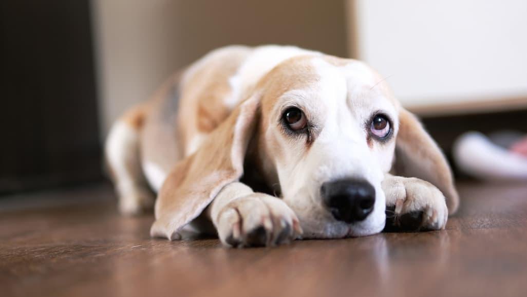 Warum erbricht mein Hund klare Flüssigkeit? Eine Tierärztin klärt auf