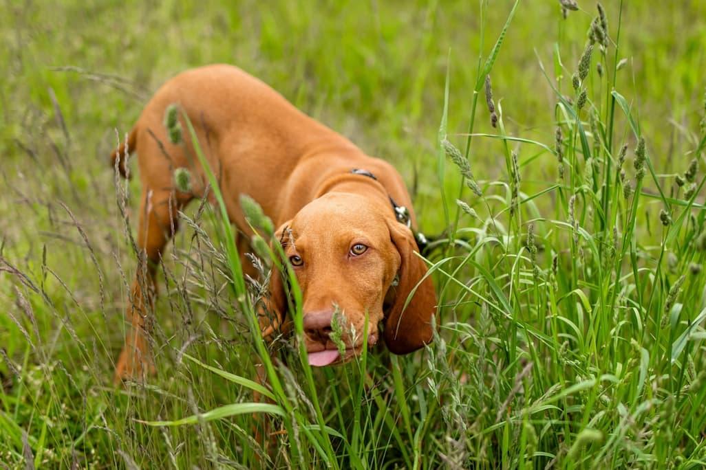 Grüner Hundekot: 7 Ursachen, erklärt von einem Tierarzt