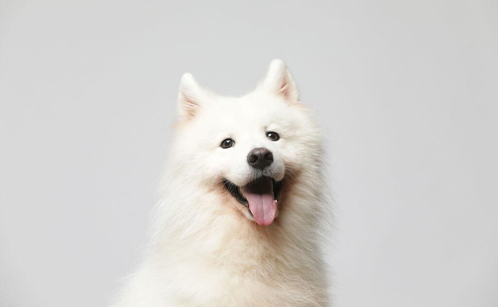 Hundeverhalten