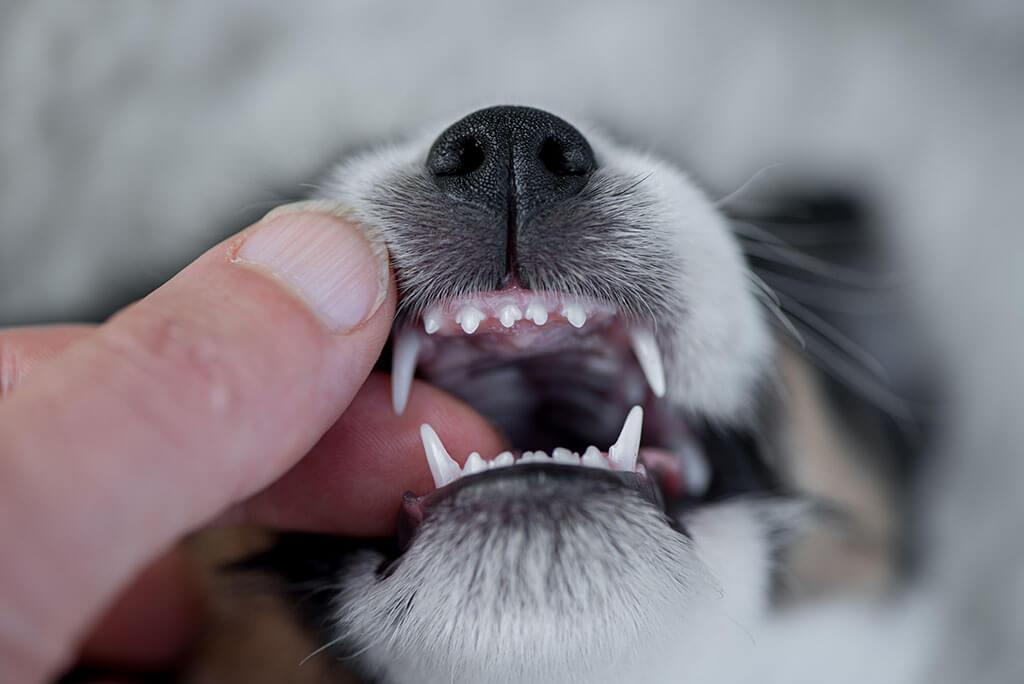 Tierarzt nimmt Zahnpflege für Hunde unter die Lupe